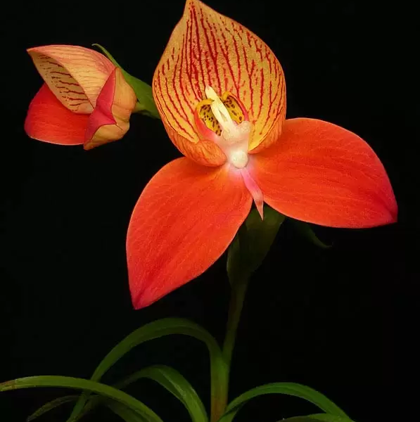 nahalnuck نهال ناک